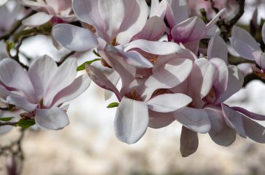Magnolia soulangeana ayrıca çay tabağı manolyası olarak da adlandırılır. Dallarında güzel pembe beyaz çiçekleri olan, çiçek açan bahar ağacı.