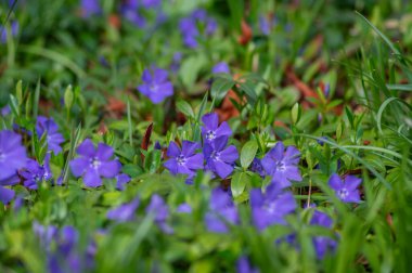 Vinca minör minör menekşe süs çiçekleri çiçek, yaygın menekşe çiçeği çiçek ve sürünen çiçekler