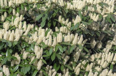 Prunus laurocerasus kiraz çiçekli bitkiler, çalılıklardaki beyaz çiçekler, yeşil yapraklar, süs bahçesi