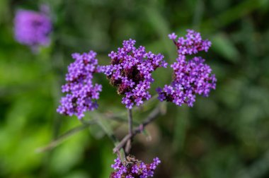 Verbena bonariensis mor uzun süslemeli çiçek, kümelenmiş agrenti mor, çiçek açmış mine çiçeği.