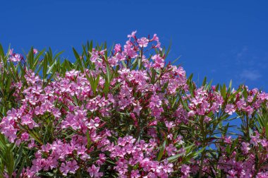 Nerium oleander bright pink flowers in bloom, green leaves on ornamental shrub branches in daylight
