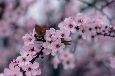 Kanadalı siyah erik, erik, açık pembe, çiçek açmış küçük pembe çiçekler, kahverengi kırmızı yapraklı güzel çiçekli çalılar.
