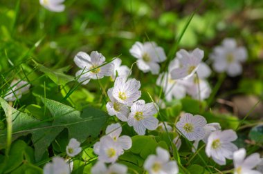 Oxalis asetosella yaygın ahşap doru beyaz çiçek grubu, ormanlık küçük çiçekli bitkiler