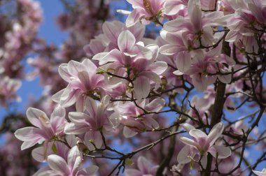 Magnolia soulangeana ayrıca çay tabağı manolyası olarak da adlandırılır. Dallarında güzel pembe beyaz çiçekleri olan, çiçek açan bahar ağacı.