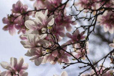 Magnolia soulangeana ayrıca çay tabağı manolyası olarak da adlandırılır. Dallarında güzel pembe beyaz çiçekleri olan, çiçek açan bahar ağacı.