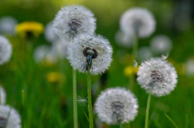 Sıradan karahindiba Taraxacum ayini solmuş çiçekler kartopu gibi görünüyor, olgunlaşmış sipselae meyveleri gibi.