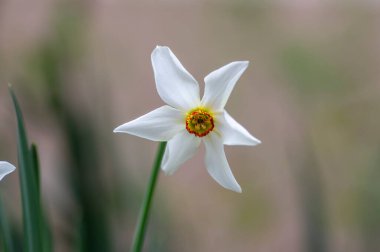 Narcissus şiirsel parlak beyaz çiçekli bitki, bir grup güzel bahar çiçekleri süs bahçesinde.