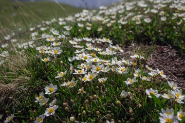 Dryas ahtapotetala sekiz yapraklı dağ bahçeleri çiçek açan bitki, sarı merkezli parlak beyaz dryad taşların üzerinde yeşil yapraklar