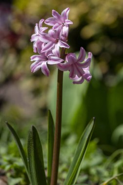 Hyacinthus Orientalis süslemeleri güzel bahar çiçekleri, çiçek açan pembe renkli çiçekler grubu