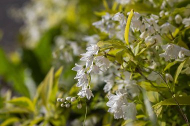Deutzia gracilis Duncan Chardonnay parlak beyaz çiçekli çalılar, çiçek açan güzel çiçek dalları