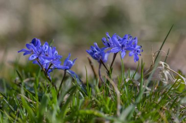 Scilla bifolia alp iki yapraklı squill erken bahar soğanı çiçek, küçük güzel mavi çiçekli bitkiler
