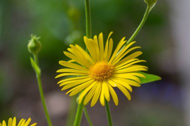 Doronicum oryantal leoparlar parlak sarı bahar çiçeklerini çiçeklendirir, süslü bahçeler çiçek açar.
