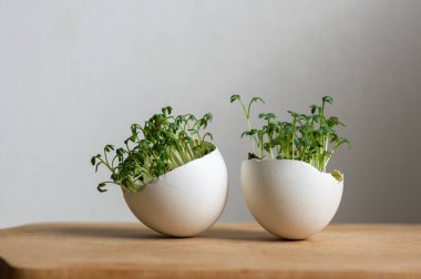 Kırık yumurta kabuklarıyla büyüyen taze yeşil tereler. Minimum baharda ahşap tahtada sıralanmış. Yeni yaşamı, sürdürülebilirliği ve doğal büyümeyi simgeleyen durgun hayat.