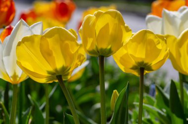 Parlak kırmızı ve sarı renkli ülke Darwin laleleri çiçek açıyor, bahar çiçekleri çiçek açıyor süs bahçelerinde.