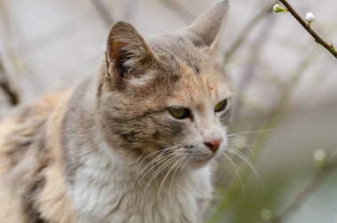 Şirin kedi portresi