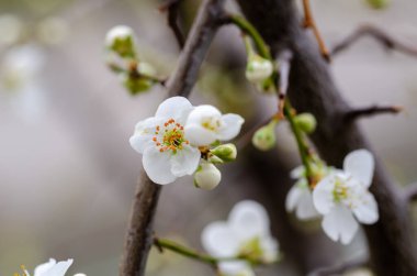 İlkbaharda kiraz çiçeklerini kapatın.