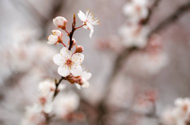Bahar mevsiminde kiraz çiçeklerini kapat, arka plan bulanık.