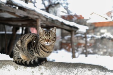 Evcil tekir kedi duvarda oturuyor ve kışın bahçedeki kameraya bakıyor.