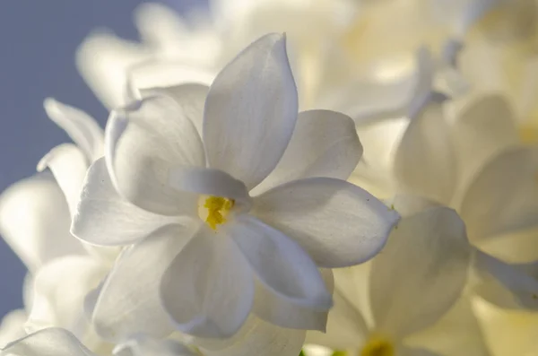 stock image White lilac flower , close up