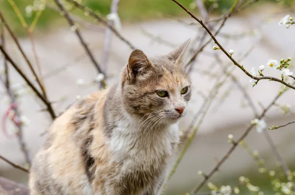 Chat Mignon Regarde Vers Les Fleurs — Photo