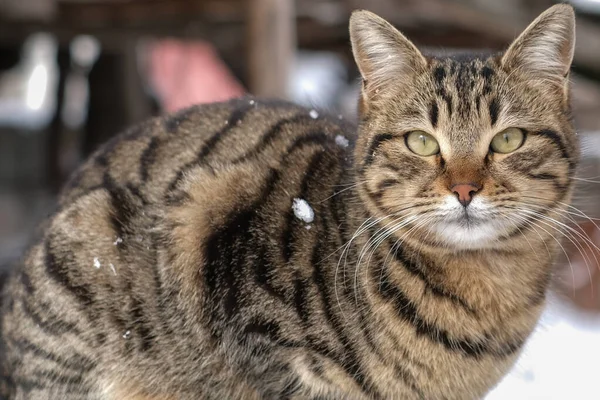 Gato Tabby Doméstico Está Sentado Pared Mirando Cámara — Foto de Stock