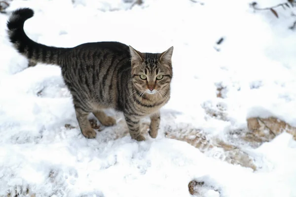 Chat Tabby Domestique Regarde Caméra Jardin Sur Neige — Photo