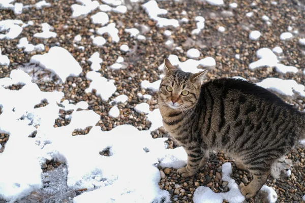 Домашній Кіт Таббі Дивиться Камеру Саду Взимку — стокове фото