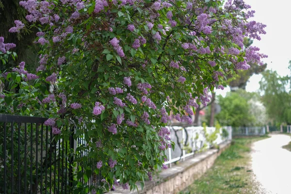 Beautiful Lilac Flowers Garden Blurred Background — Stock Photo, Image