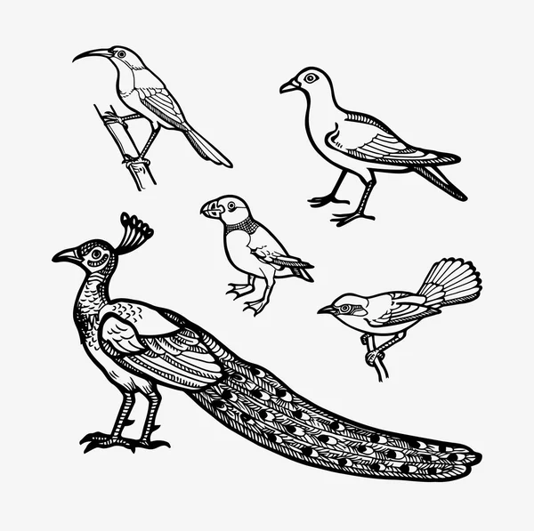 Bird sketch 4 — Stock Vector