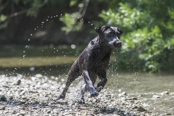 Cão e água Fotos De Bancos De Imagens