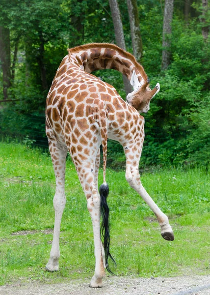 Girafa Fotografias De Stock Royalty-Free