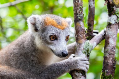 Madagaskar yağmur ormanlarındaki ağaçtaki taç lemur.