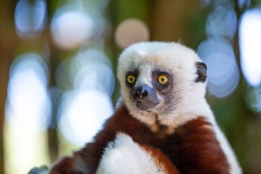 Coquerel Sifaka, Madagaskar adasındaki ulusal parktaki doğal ortamında..