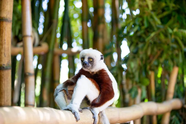 Coquerel Sifaka Zijn Natuurlijke Omgeving Een Nationaal Park Het Eiland — Stockfoto