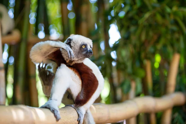 Coquerel Sifaka Természeti Környezetében Egy Nemzeti Parkban Madagaszkár Szigetén — Stock Fotó