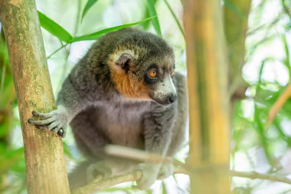 Lemur Sedí Větvi Pozoruje Návštěvníky Národního Parku — Stock fotografie