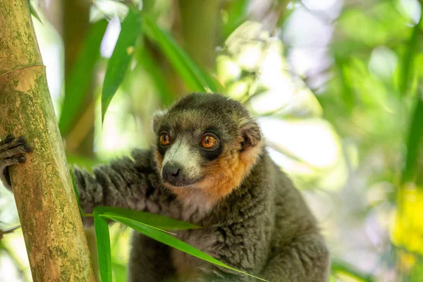 Lemur Sedí Větvi Pozoruje Návštěvníky Národního Parku — Stock fotografie