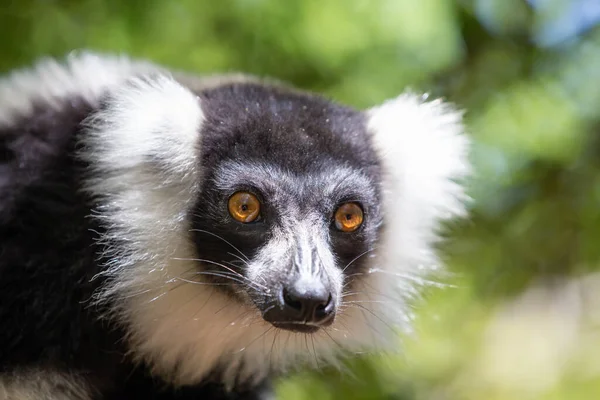 Černobílý Vari Lemur Vypadá Docela Zvědavě — Stock fotografie