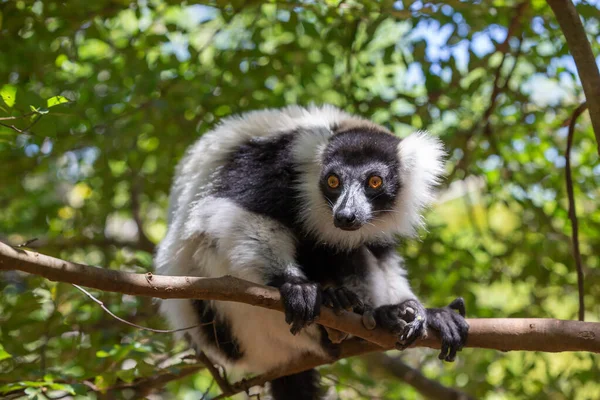 Een Zwart Wit Vari Lemur Ziet Heel Nieuwsgierig Uit — Stockfoto