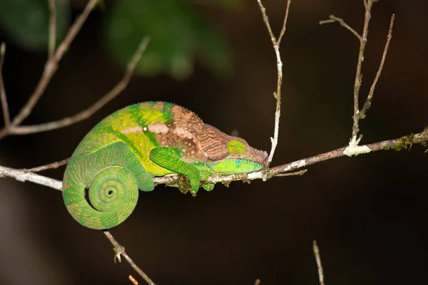 Camaleão Colorido Close Floresta Tropical Madagascar — Fotografia de Stock