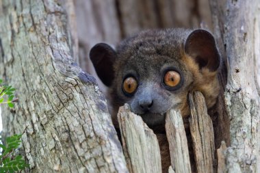 A weasel lemur in a tree hollow looks out curiously. clipart