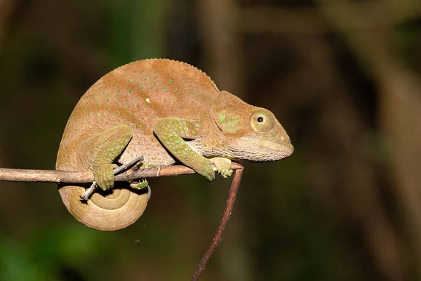 Colorful Chameleon Close Rainforest Madagascar — Stock Photo, Image
