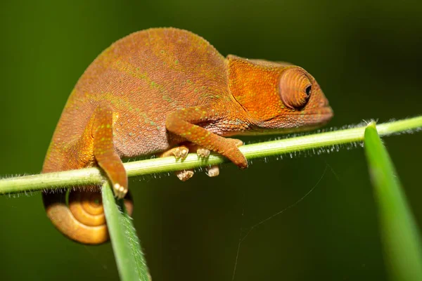 Camaleão Colorido Close Floresta Tropical Madagascar — Fotografia de Stock