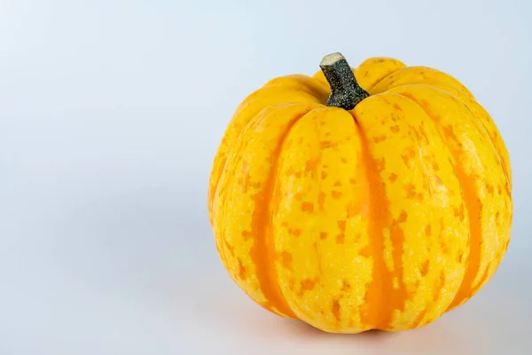 Yellow Colored Pumpkins White Background — Stock Photo, Image