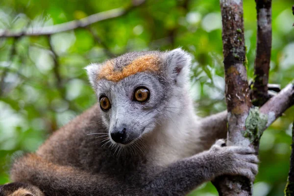 Korunní Lemur Stromě Deštném Pralese Madagaskaru — Stock fotografie