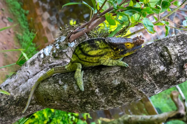 Caméléon Déplace Long Une Branche Dans Une Forêt Tropicale Madagascar — Photo