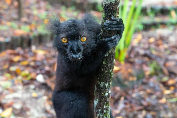 Jeden Černý Lemur Stromě Čeká Banán — Stock fotografie