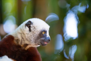 Coquerel Sifaka, Madagaskar adasındaki ulusal parktaki doğal ortamında..