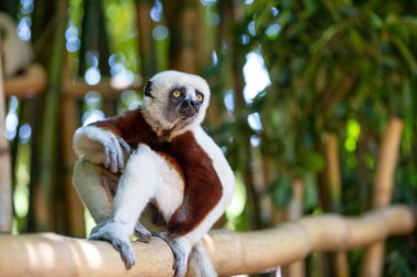 The Coquerel Sifaka in its natural environment in a national park on the island of Madagascar. clipart