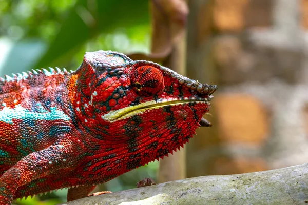 Caméléon Coloré Sur Une Branche Dans Parc National Île Madagascar — Photo